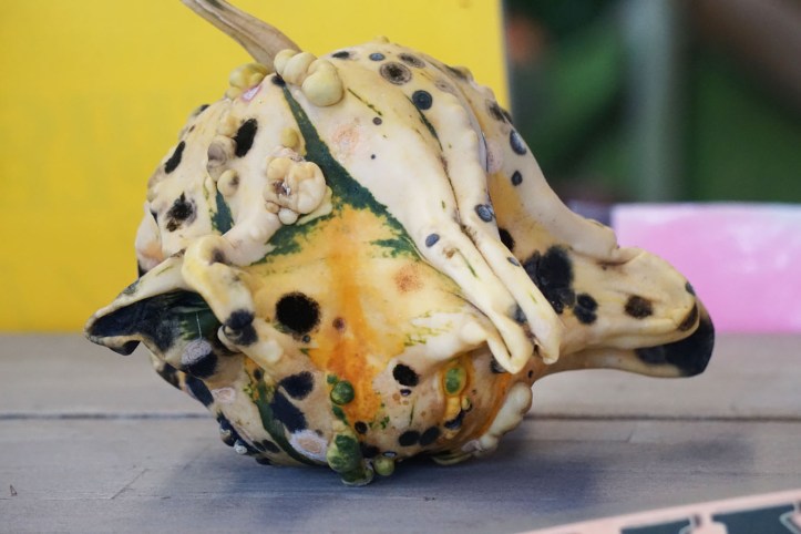 Saya lupa nanya ini labu juga gak sih? soalnya jerawatan gitu