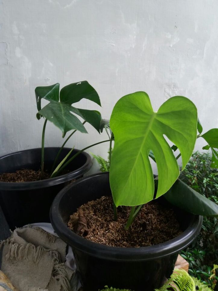 monstera plant