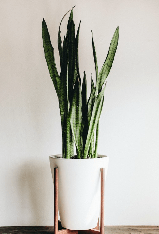 Image courtesy of Modernica