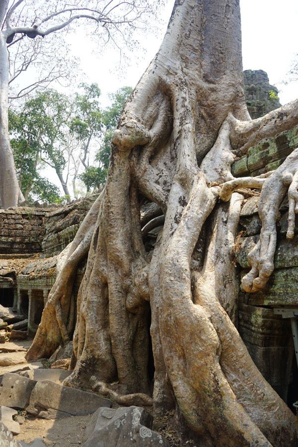 Ta Phrom Siem Reap