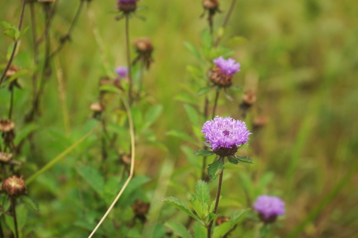 Takengon, Aceh Tengah
