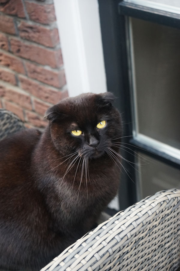 Cat in Marken Belanda