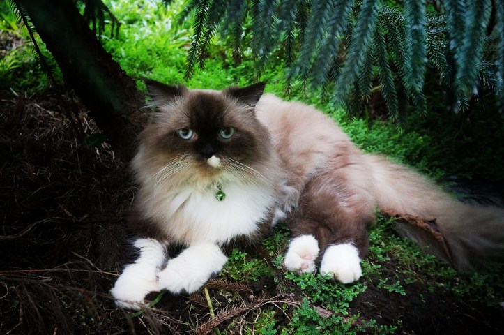 Thomas - Himayalan Cat