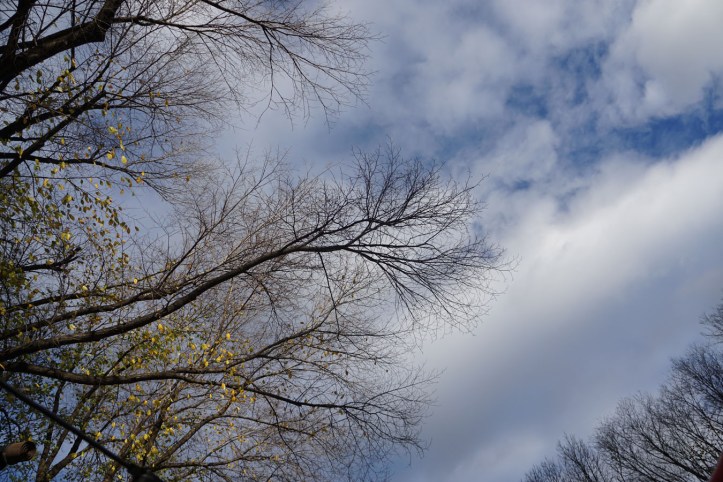 Central Park New york