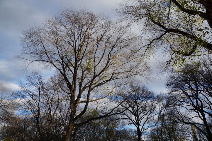 Central Park New york