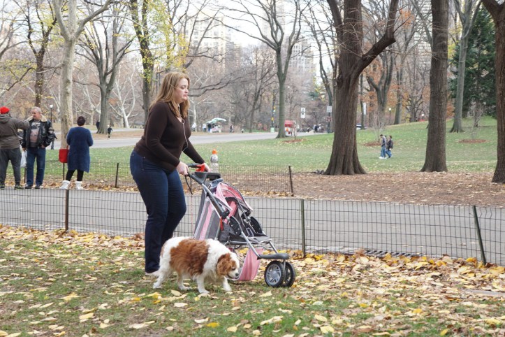 Banyak yang bawa Anjing juga untuk jalan-jalan disini