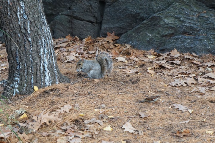 Central Park New york