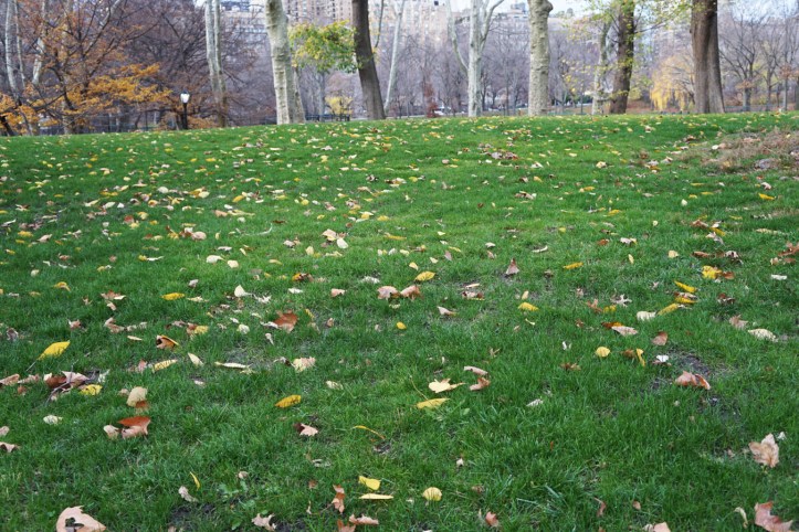 Central Park New york