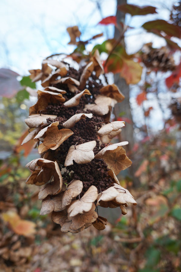 Central Park New york