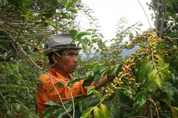 Kopi Tour Takengon Aceh