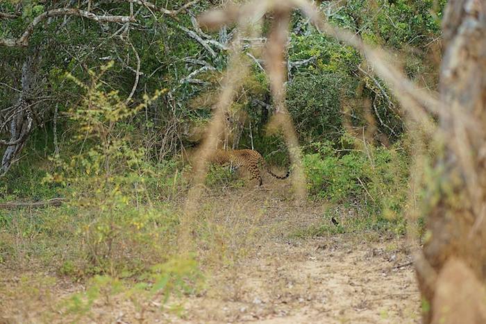Leopard  - Yala National Park